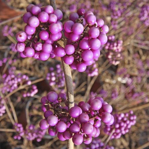Callicarpa Imperial Pearl PBR, C3 articol fotografie 1 Callicarpa Imperial Pearl PBR, C3 imagine 1 articol 8517