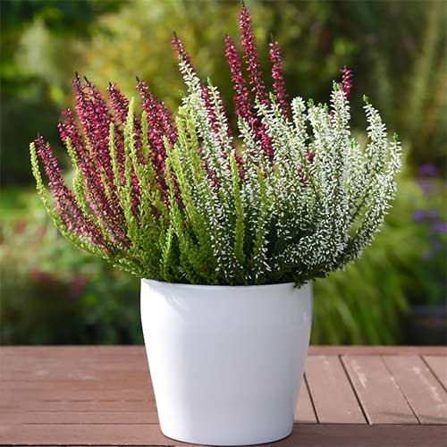 Calluna (Iarba neagra) Trio Girls Athene/Hilda/Zelda imagine 1 articol 5427