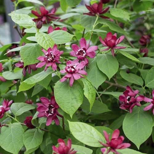 Calycanthus Aphrodite PBR, C3 articol fotografie 1 Calycanthus Aphrodite PBR, C3 imagine 1 articol 8518