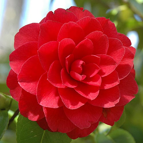 Camelie japoneză Red imagine 1 articol 76649