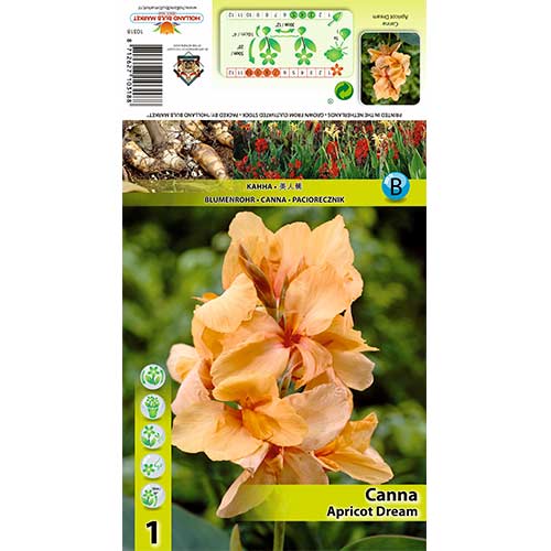 Canna Apricot Dream imagine 1 articol 70363