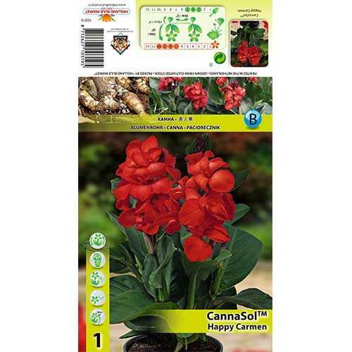 Canna Happy Carmen imagine 1 articol 76400