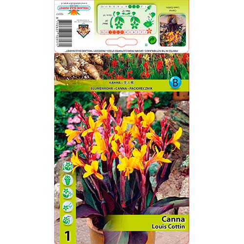 Canna Louis Cottin imagine 1 articol 76196