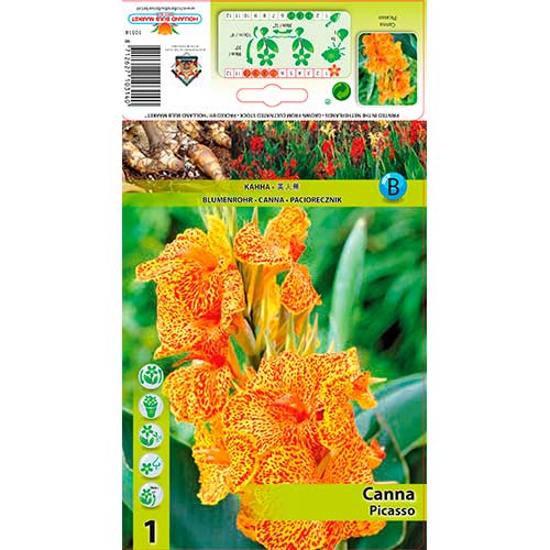 Canna Picasso imagine 1 articol 76198