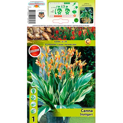 Canna Stuttgart imagine 1 articol 70479