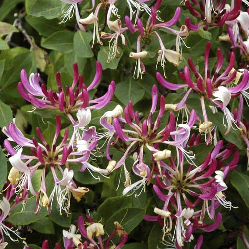 Caprifoi Fragrant Cloud PBR, C2 imagine 1 articol 8230