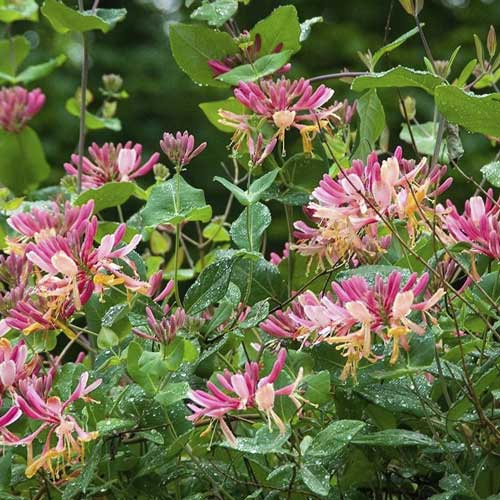 Caprifoi Goldflame, C2 articol fotografie 1 Caprifoi Goldflame, C2 imagine 1 articol 8231