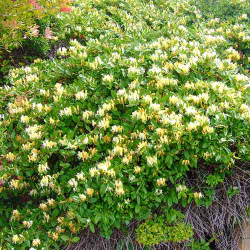 Caprifoi (Mâna Maicii Domnului) japonez Aureoreticulata articol fotografie 1 Caprifoi (Mâna Maicii Domnului) japonez Aureoreticulata imagine 1 articol 9178