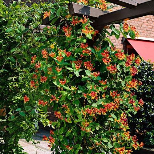 Caprifoi Serotina imagine 1 articol 2429