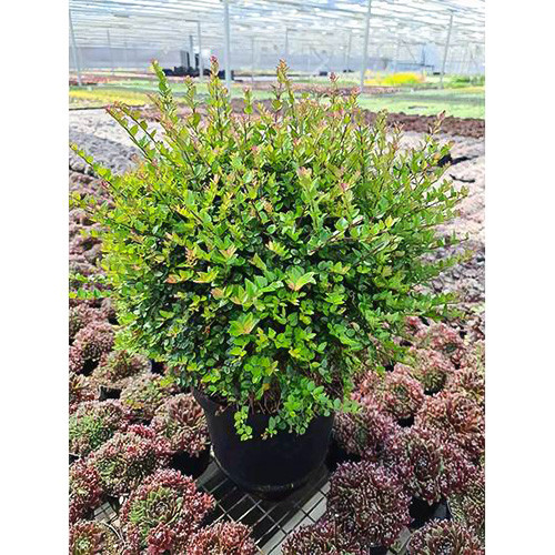 Caprifoi târâtor Copper Glow imagine 1 articol 4006