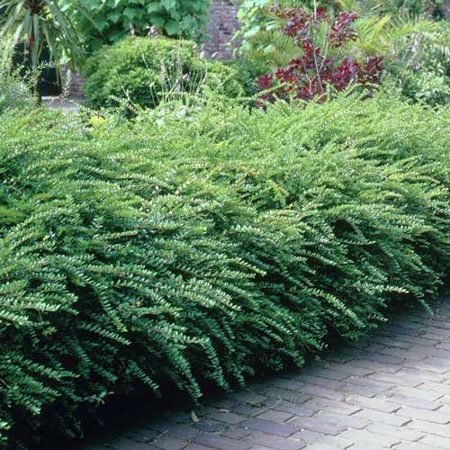 Caprifoi târâtor (Mâna Maicii Domnului) Maigrun imagine 1 articol 9570