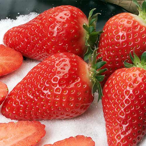 Căpșuni Alba imagine 1 articol 5391