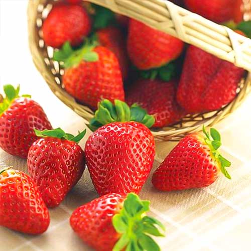 Căpșuni Albion imagine 1 articol 5392