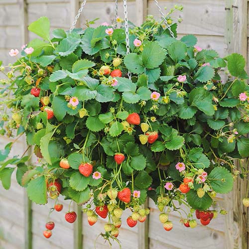 Căpşuni Ampelnaya imagine 1 articol 5393