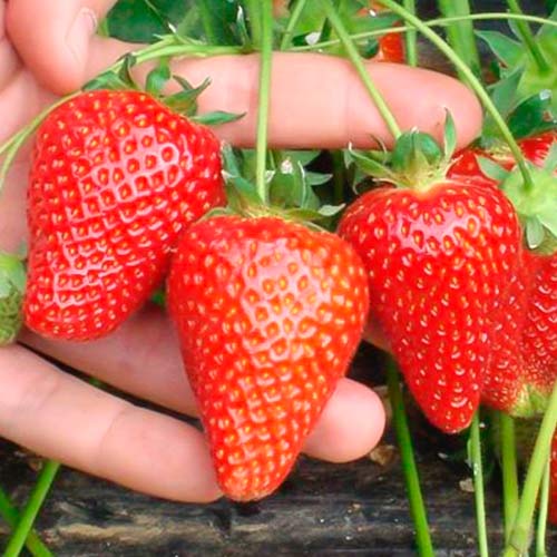 Căpșuni Asia imagine 1 articol 5394