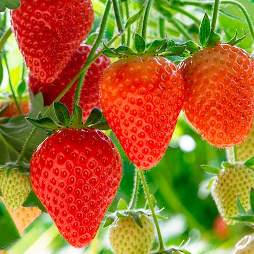 Căpșuni Elegance articol fotografie 1 Căpșuni Elegance imagine 1 articol 5193