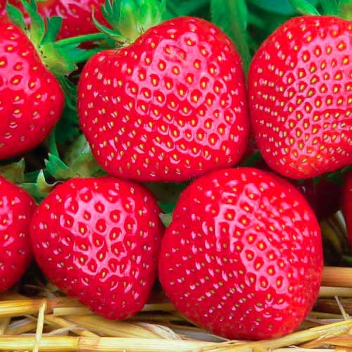 Căpșuni Fenella imagine 1 articol 5194