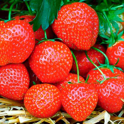 Căpșuni Fernando articol fotografie 1 Căpșuni Fernando imagine 1 articol 5195