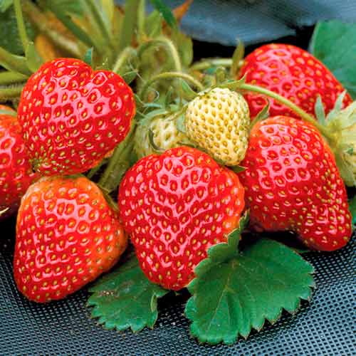 Căpșuni Honeoye imagine 1 articol 5402