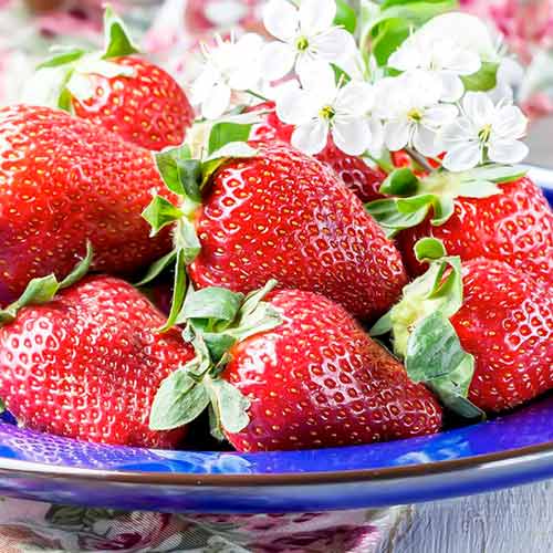 Căpșuni Korona imagine 1 articol 15831