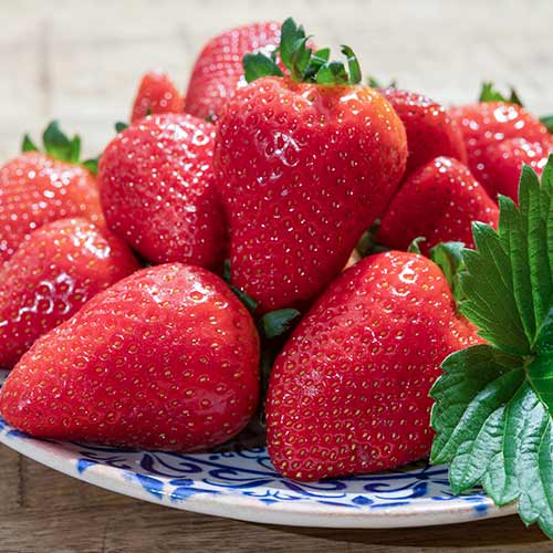 Căpșuni Lambada articol fotografie 1 Căpșuni Lambada imagine 1 articol 5405