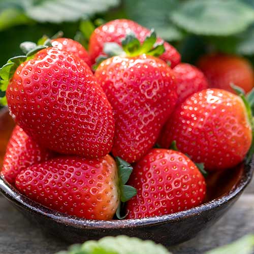 Căpșuni Lauretta imagine 1 articol 5198