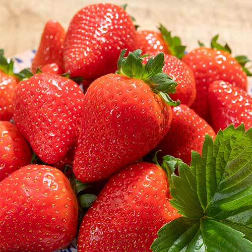 Căpșuni Lola imagine 1 articol 5199