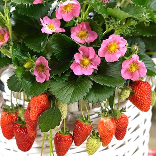 Căpșuni Pink Panda articol fotografie 1 Căpșuni Pink Panda imagine 1 articol 8085