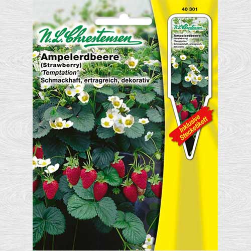 Căpșuni Temptation (Chrestensen) imagine 1 articol 69015