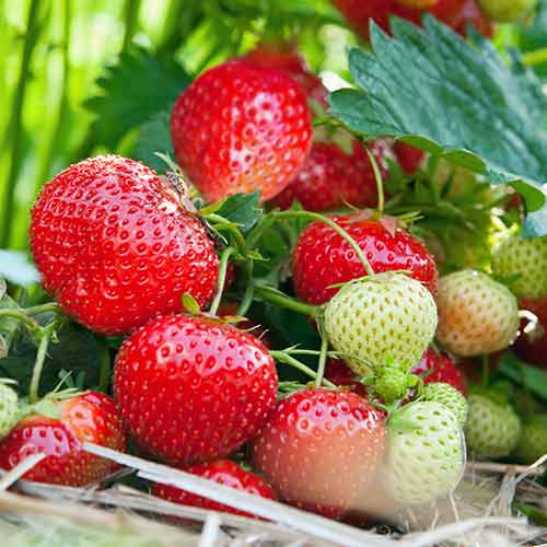 Căpșuni Vima Tarda imagine 1 articol 5414