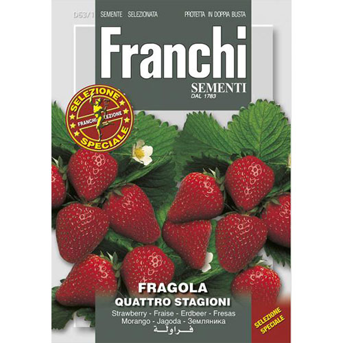 Căpșuni Quattro Stagioni imagine 1 articol 87142