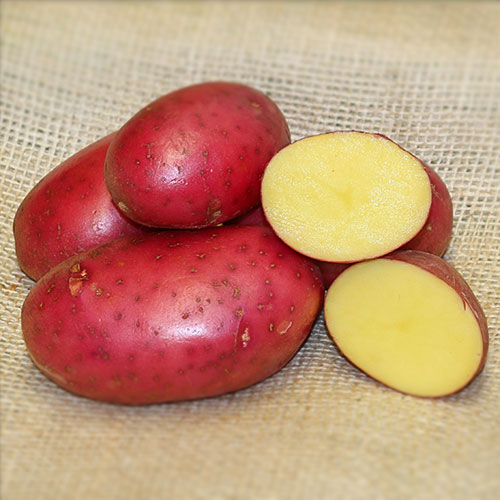 Cartofi de sămânță Alouette articol fotografie 1 Cartofi de sămânță Alouette imagine 1 articol 1085