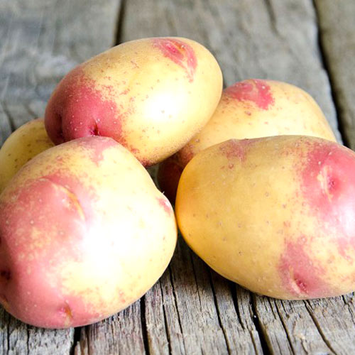 Cartofi de sămânță Apache articol fotografie 1 Cartofi de sămânță Apache imagine 1 articol 7899