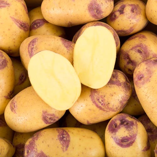 Cartofi de sămânță Blue Belle articol fotografie 1 Cartofi de sămânță Blue Belle imagine 1 articol 7875