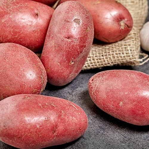 Cartofi de sămânță Laura articol fotografie 1 Cartofi de sămânță Laura imagine 1 articol 5684