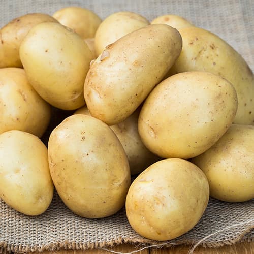 Cartofi de sămânță Madeira articol fotografie 1 Cartofi de sămânță Madeira imagine 1 articol 5682