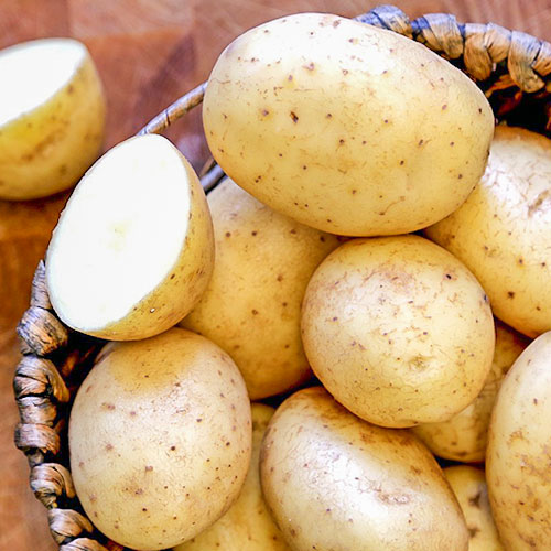 Cartofi de sămânță Maris Pipers imagine 1 articol 1075