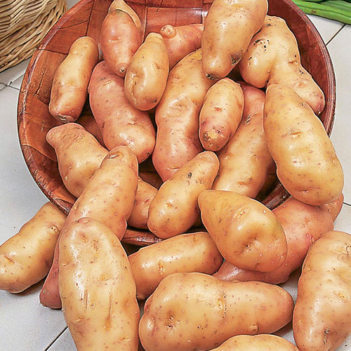 Cartofi de sămânță Pink Fir Apple articol fotografie 1 Cartofi de sămânță Pink Fir Apple imagine 1 articol 1078