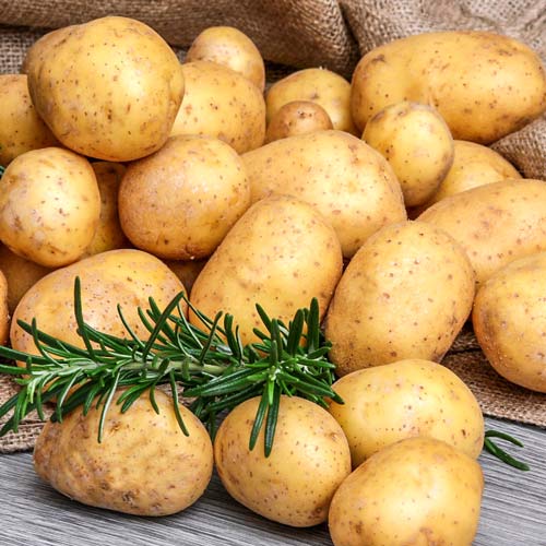 Cartofi de sămânță Queen Anna articol fotografie 1 Cartofi de sămânță Queen Anna imagine 1 articol 7892