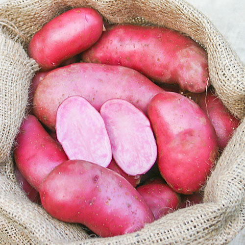 Cartofi de sămânță Red Emalie articol fotografie 1 Cartofi de sămânță Red Emalie imagine 1 articol 1081