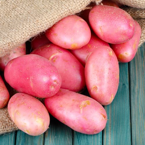 Cartofi de sămânță Red Fantasy articol fotografie 1 Cartofi de sămânță Red Fantasy imagine 1 articol 5685