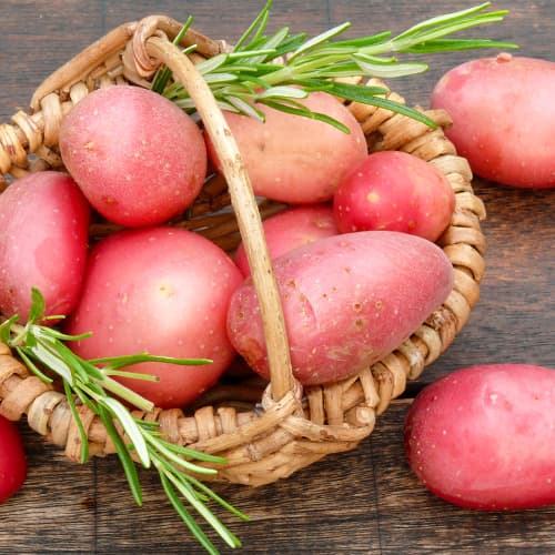 Cartofi de sămânță Ricarda articol fotografie 1 Cartofi de sămânță Ricarda imagine 1 articol 5687