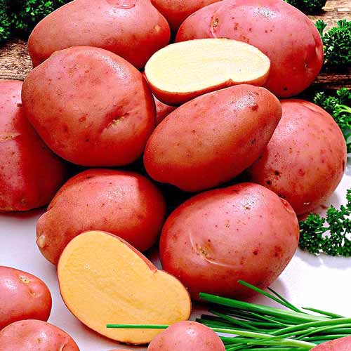 Cartofi de sămânță Romano articol fotografie 1 Cartofi de sămânță Romano imagine 1 articol 7816