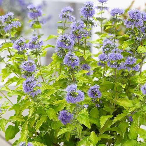 Caryopteris Hint of Gold imagine 1 articol 4029