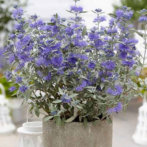 Caryopteris Sterling Silver articol fotografie 1 Caryopteris Sterling Silver imagine 1 articol 4030