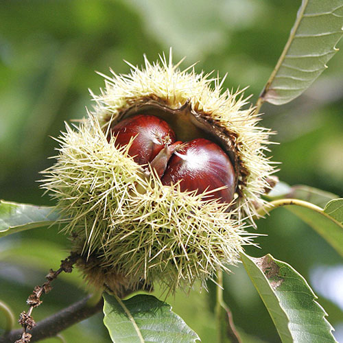 Castan comestibil articol fotografie 1 Castan comestibil imagine 1 articol 9232