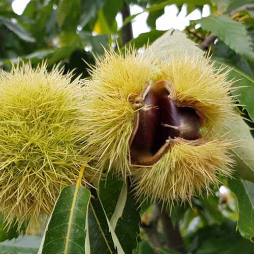 Castan Melivoias, С2 imagine 1 articol 4860