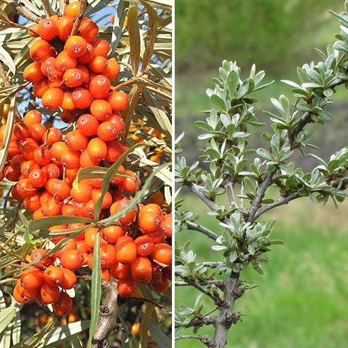 Cătină Altai: mascul (1) + femelă (1) articol fotografie 1 Cătină Altai: mascul (1) + femelă (1) imagine 1 articol 9285