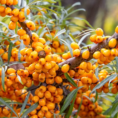 Cătină, P9 imagine 1 articol 8282