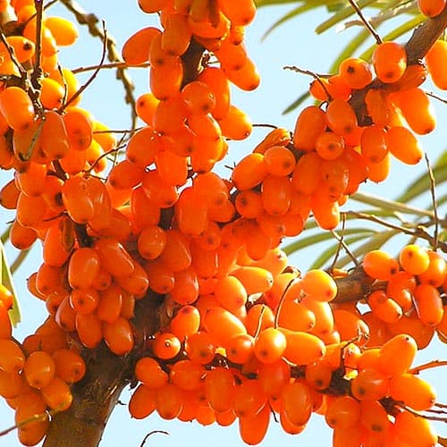 Cătină Plamiennaja imagine 1 articol 4704